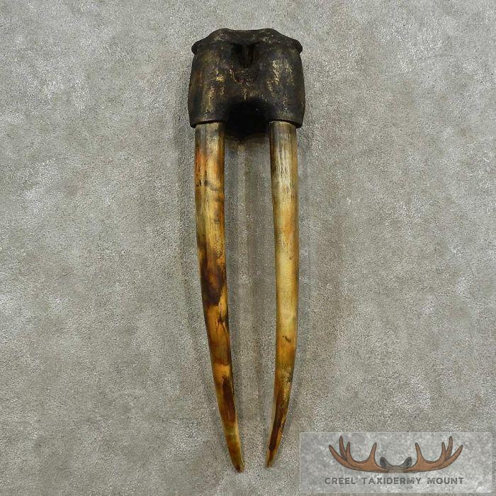 Walrus Replica Skull & Tusks Taxidermy Mount For Sale