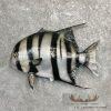 21" Reproduction Atlantic Spadefish Taxidermy Mount For Sale