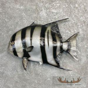 21" Reproduction Atlantic Spadefish Taxidermy Mount Taxidermy