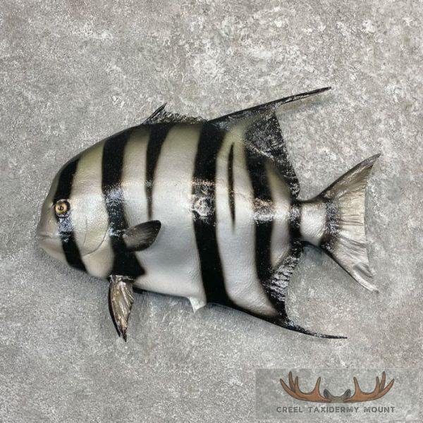 21" Reproduction Atlantic Spadefish Taxidermy Mount For Sale