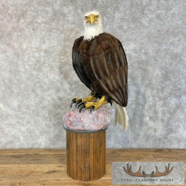Reproduction Bald Eagle Taxidermy Bird Mount For Sale