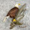 Reproduction Bald Eagle Taxidermy Bird Mount For Sale