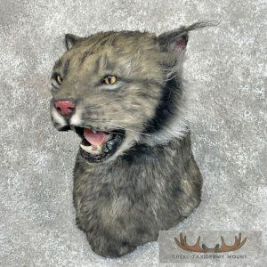 Reproduction Black Lynx Shoulder Mount Taxidermy