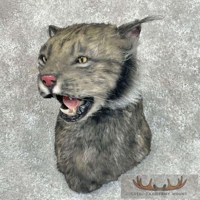 Reproduction Black Lynx Shoulder Mount For Sale