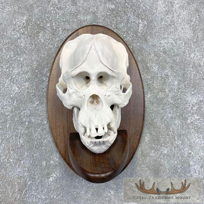 Reproduction Borneo Orangutan Full Skull For Sale