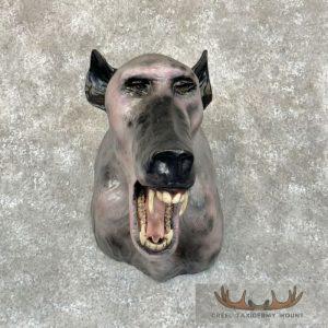 Reproduction Chupacabra Monster Shoulder Mount Taxidermy