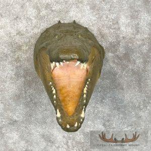 Reproduction Crocodile Shoulder Taxidermy Mount Taxidermy