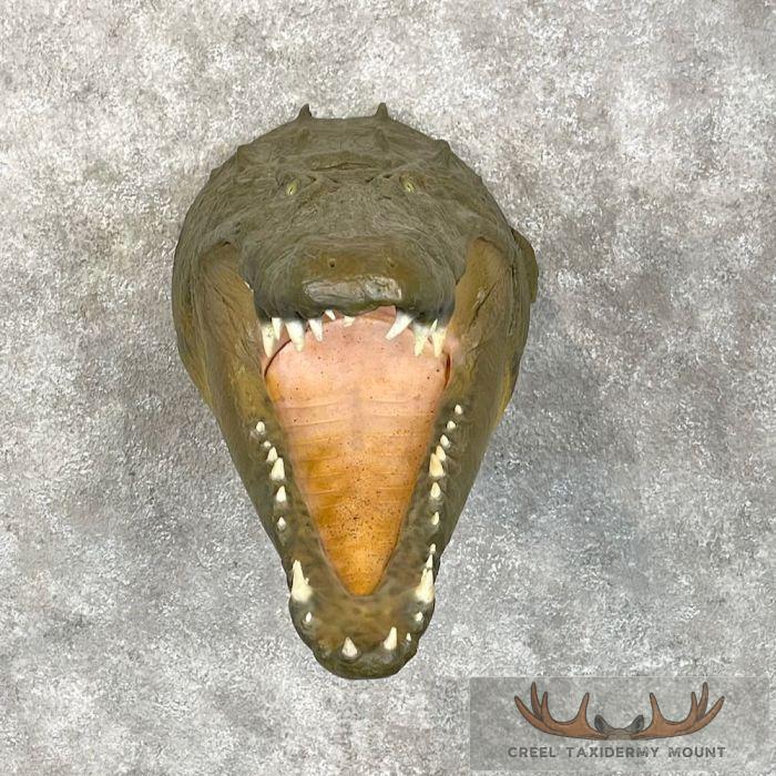 Reproduction Crocodile Shoulder Taxidermy Mount For Sale