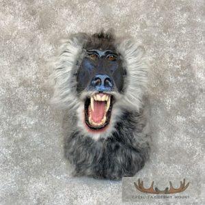 Reproduction Drill Baboon Shoulder Mount Taxidermy