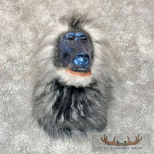 Reproduction Drill Baboon Shoulder Mount Taxidermy