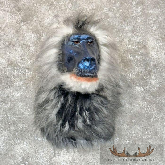 Reproduction Drill Baboon Shoulder Mount For Sale