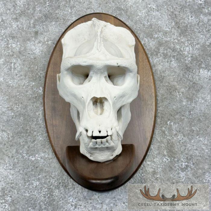 Reproduction Gorilla Full Skull For Sale