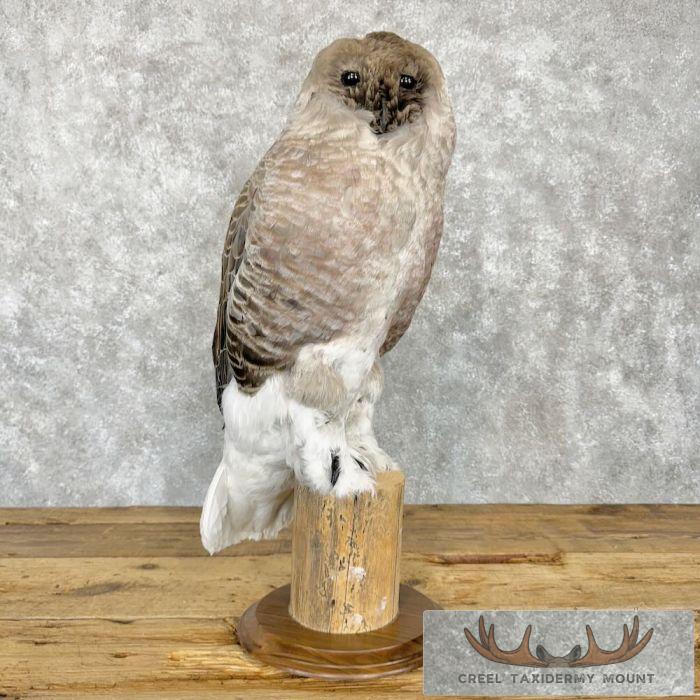 Reproduction Great Great Owl Taxidermy Mount For Sale