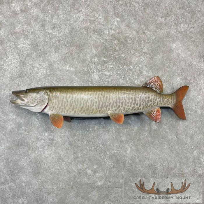 Muskellunge Taxidermy Fish Mount For Sale