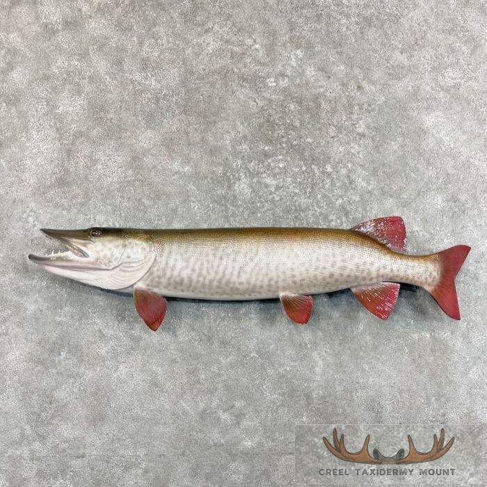 Muskellunge Taxidermy Fish Mount For Sale