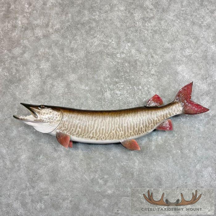 Muskellunge Taxidermy Fish Mount For Sale