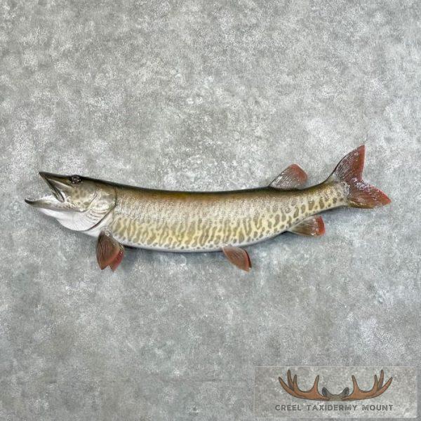 Muskellunge Taxidermy Fish Mount For Sale