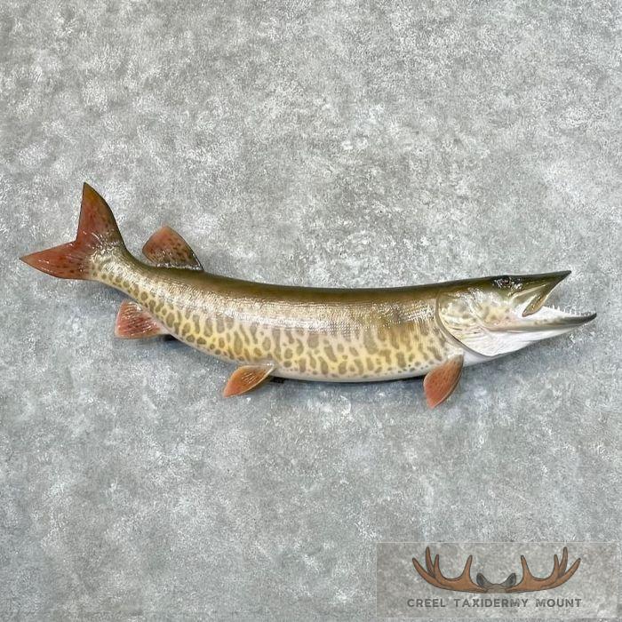 Muskellunge Taxidermy Fish Mount For Sale