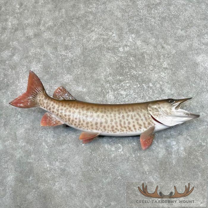Muskellunge Taxidermy Fish Mount For Sale