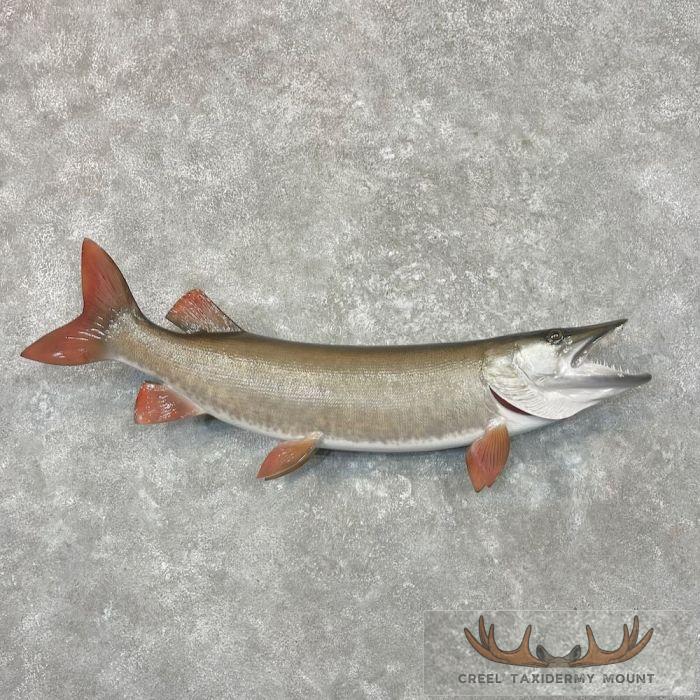 Muskellunge Taxidermy Fish Mount For Sale