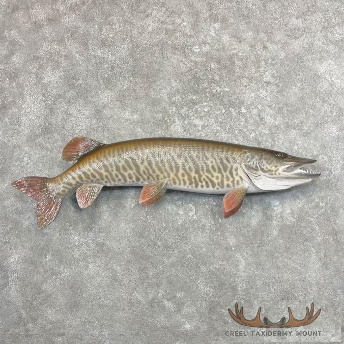 Muskellunge Taxidermy Fish Mount For Sale