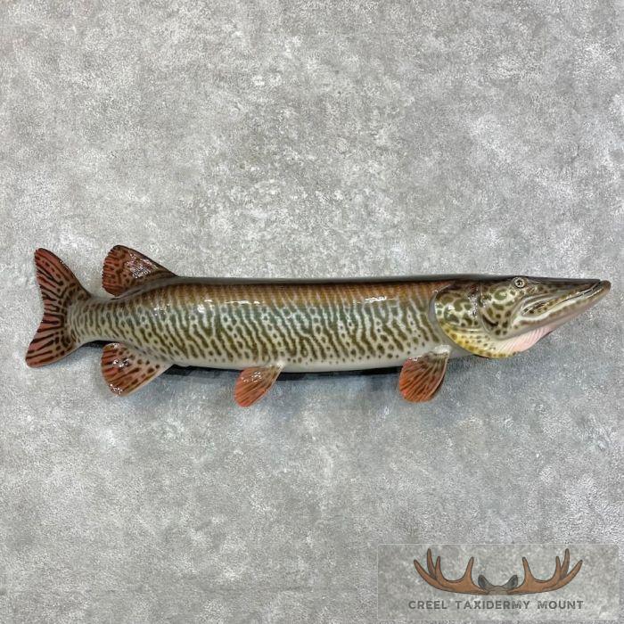 Muskellunge Taxidermy Fish Mount For Sale