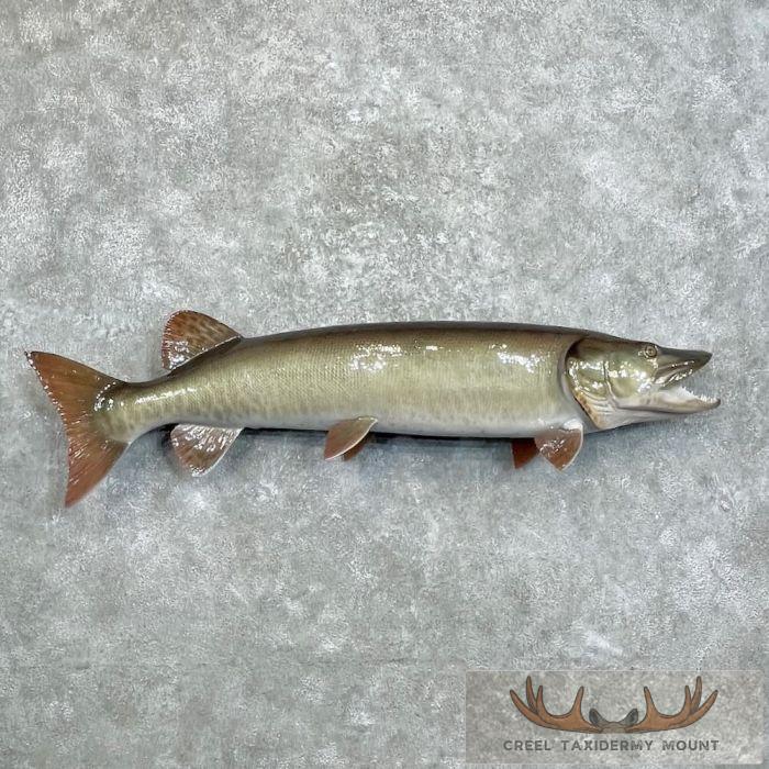 Muskellunge Taxidermy Fish Mount For Sale