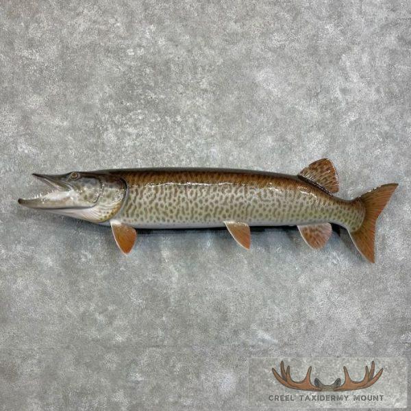 Muskellunge Taxidermy Fish Mount For Sale