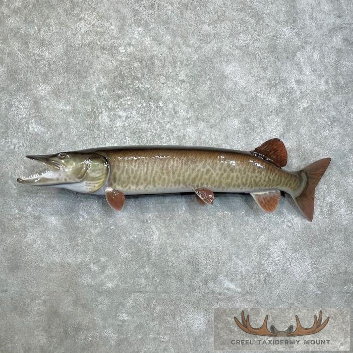 Muskellunge Taxidermy Fish Mount For Sale
