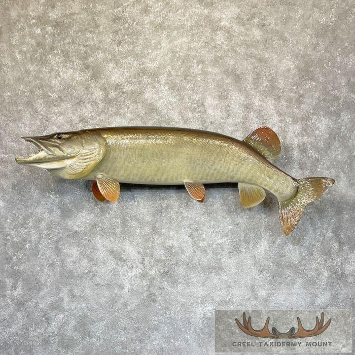 Muskellunge Taxidermy Fish Mount For Sale