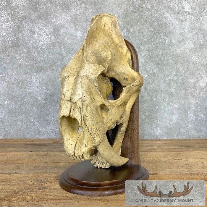 Reproduction Saber Tooth Tiger Full Skull For Sale