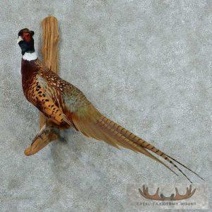 Perched Ringneck Pheasant Mount