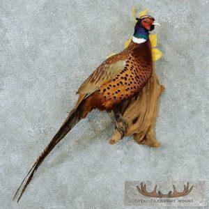 Perched Ringneck Pheasant Mount