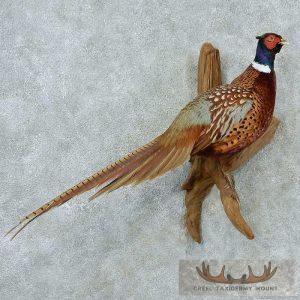 Perched Ringneck Pheasant Mount