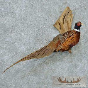 Perched Ringneck Pheasant Mount