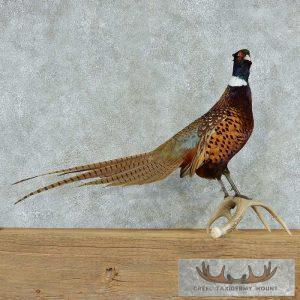 Perched Ringneck Pheasant w/ Antler Mount