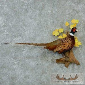 Perched Ringneck Pheasant Mount