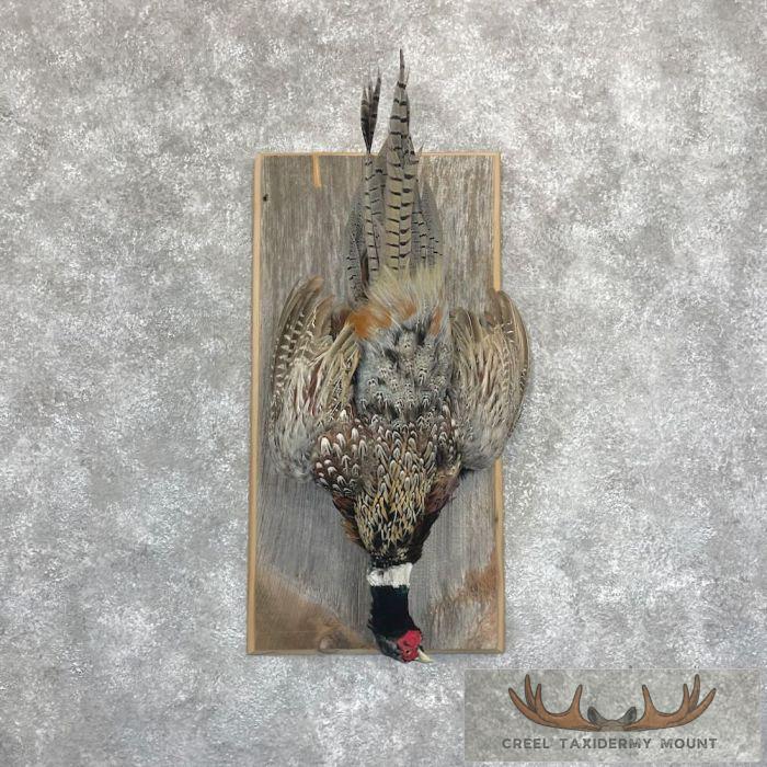 Ringneck Pheasant Taxidermy Bird Display For Sale