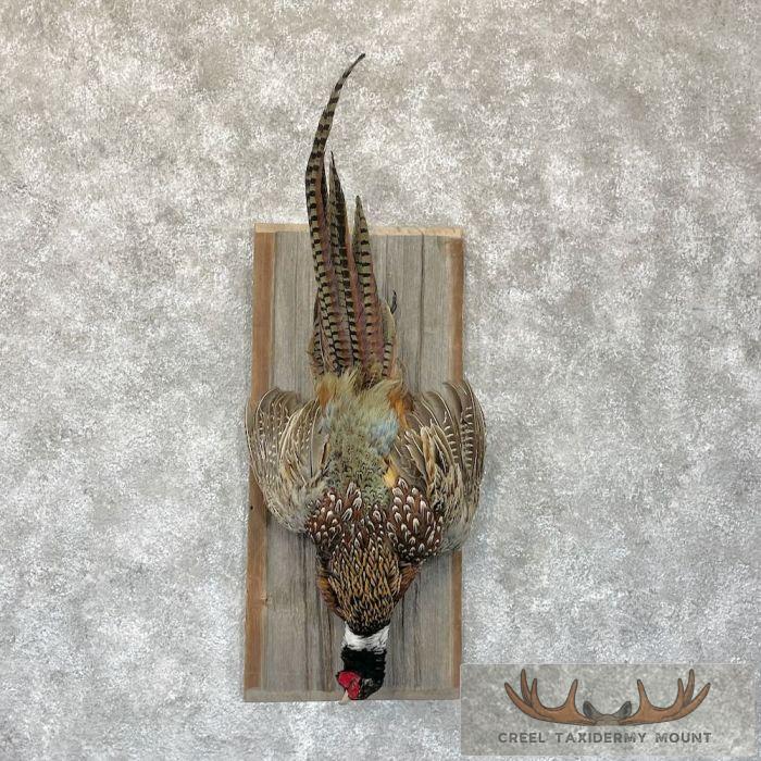 Ringneck Pheasant Taxidermy Bird Display For Sale