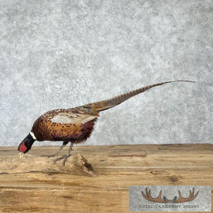 Ringneck Pheasant Taxidermy Bird Mount For Sale