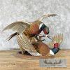 Ringneck Pheasant Taxidermy Bird Mount For Sale
