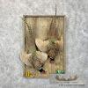 Ringneck Pheasant Taxidermy Bird Mount For Sale