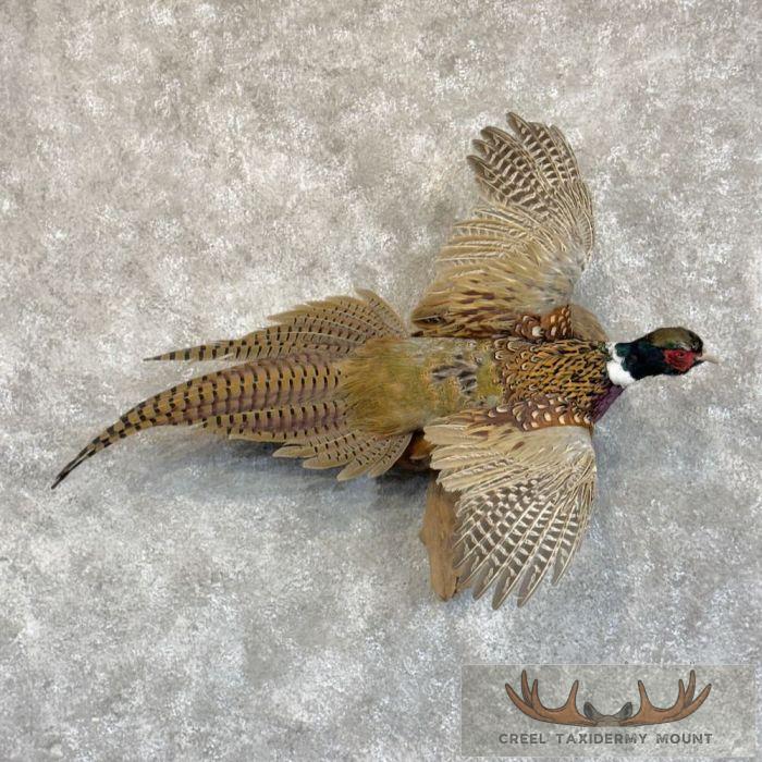 Ringneck Pheasant Taxidermy Bird Mount For Sale