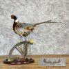Ringneck Pheasant Taxidermy Bird Mount For Sale