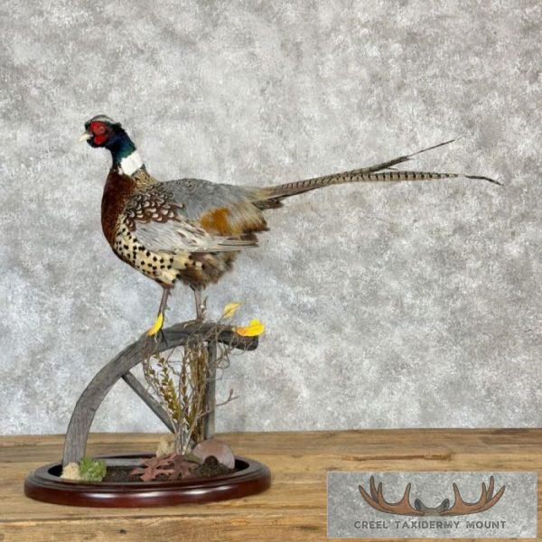 Ringneck Pheasant Taxidermy Bird Mount For Sale