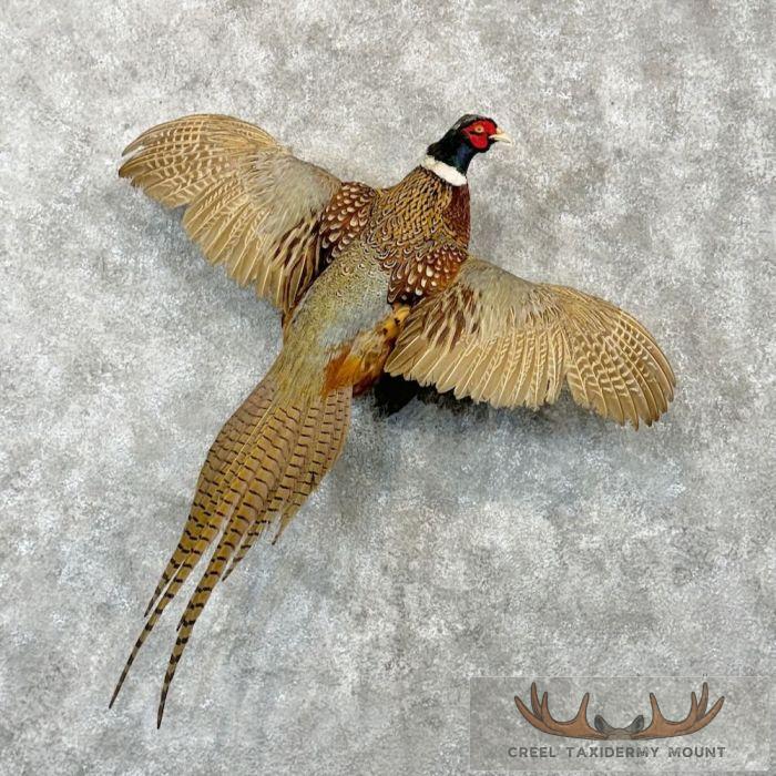 Ringneck Pheasant Taxidermy Bird Mount For Sale