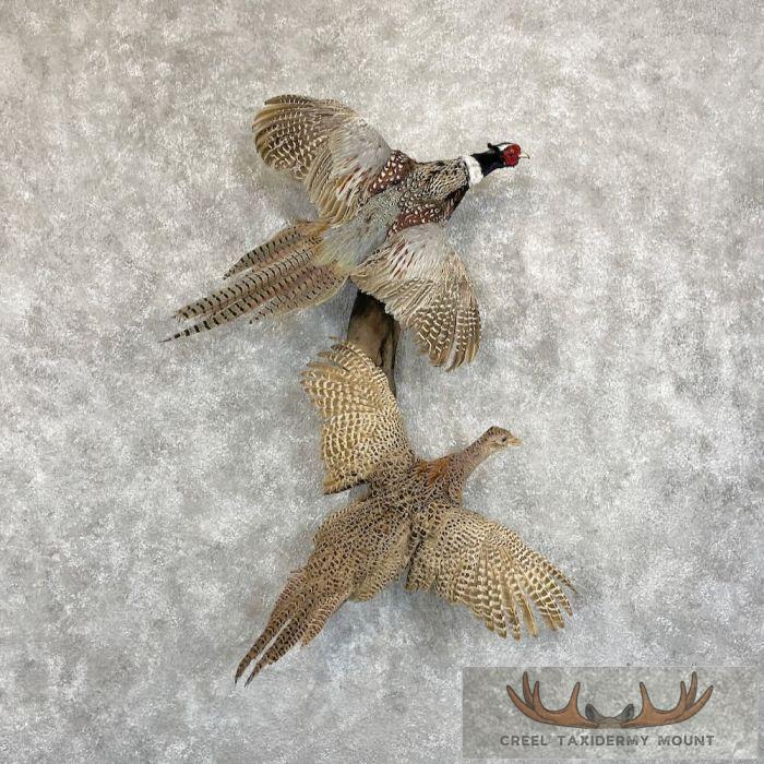Ringneck Pheasant Pair Taxidermy Mount For Sale