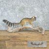 Ringtail Cat Taxidermy Mount For Sale