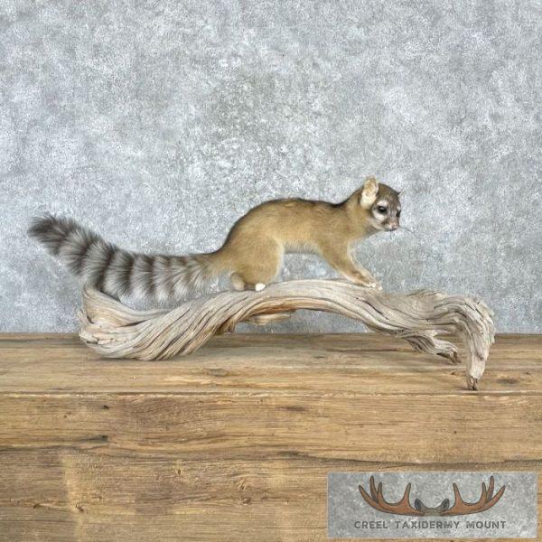 Ringtail Cat Taxidermy Mount For Sale
