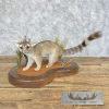 Ringtail Cat Taxidermy Mount For Sale